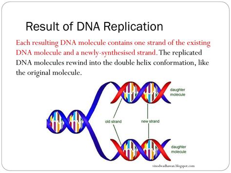 dna replication results in two dna molecules